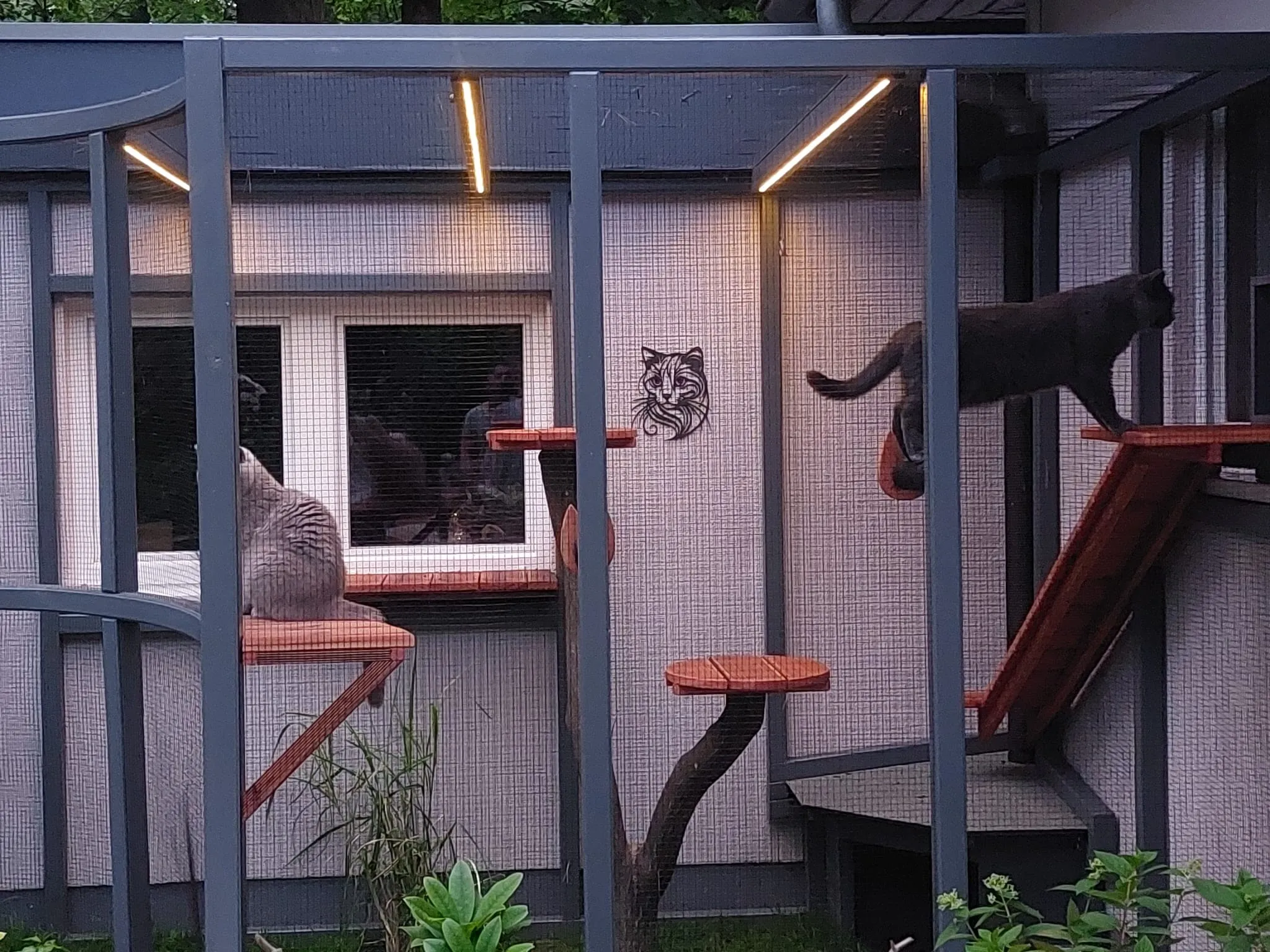 Katzengehege (Outdoor) – Bild 5